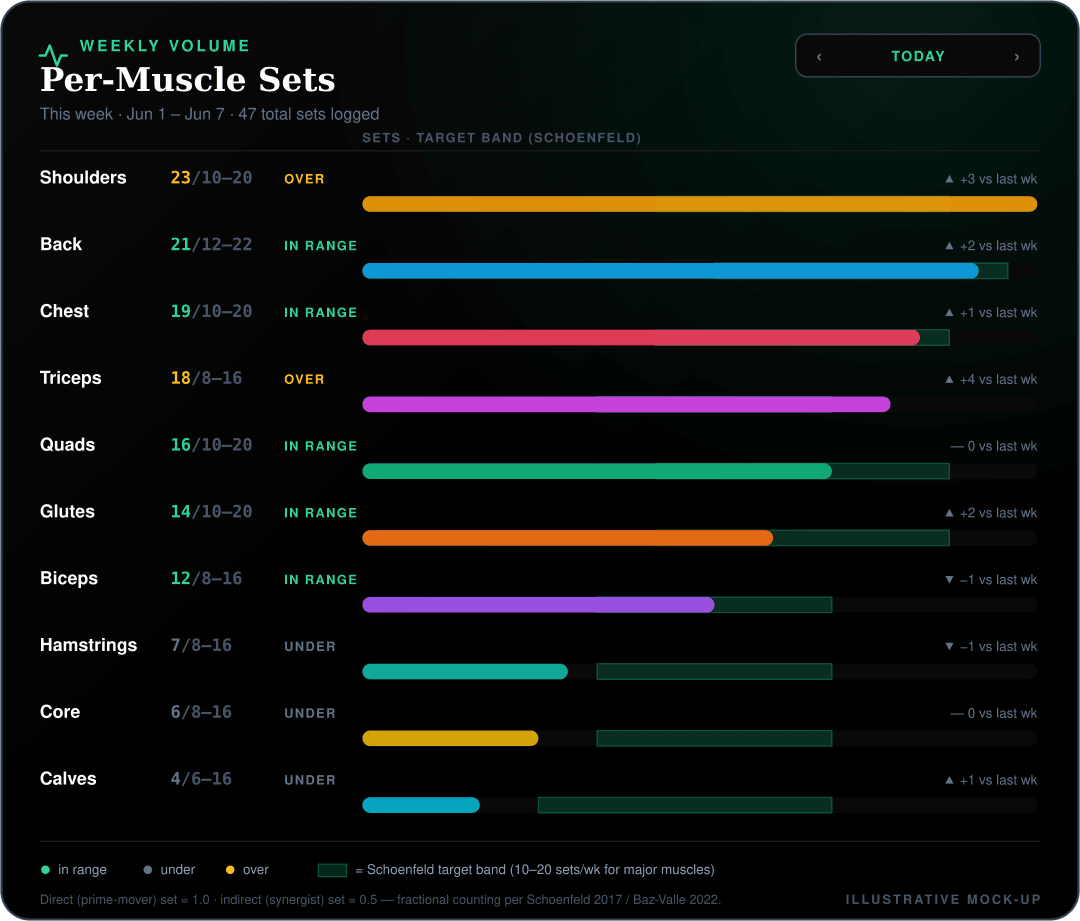 Mock-up of the Misi weekly per-muscle sets tile showing ten muscle groups against evidence-based target bands.